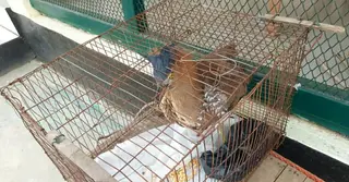 কাপ্তাইয়ে পাচারকালে বিরল ‘মালায়ন নাইট হিরোন’ উদ্ধার